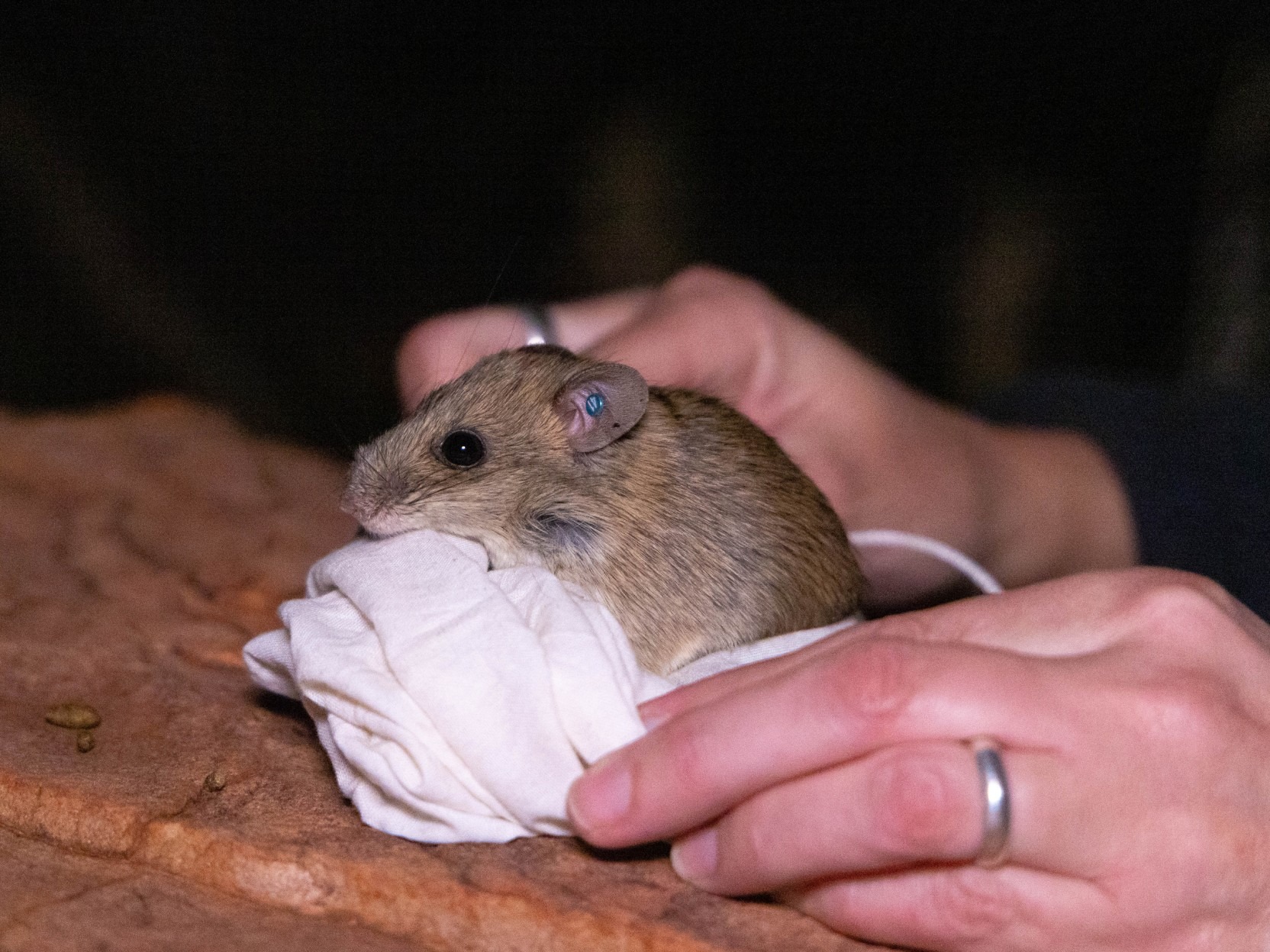 Central-Rock-rat-5.jpg